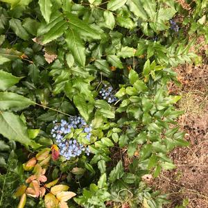 Oregon Grape