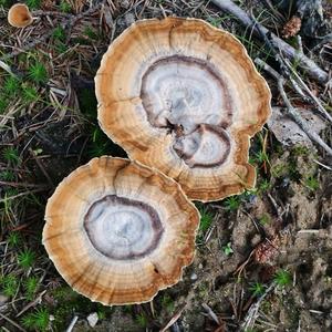 Funnel Polypore