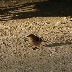 Eurasian Chaffinch