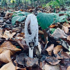 Shaggy Mane