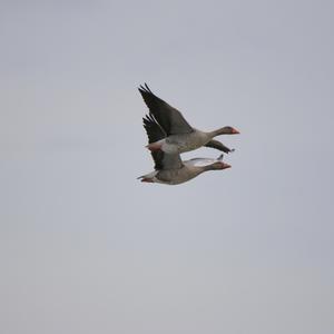 Greylag Goose