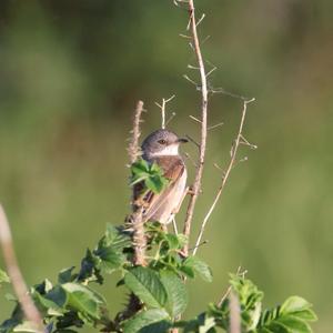 Common Whitethroat