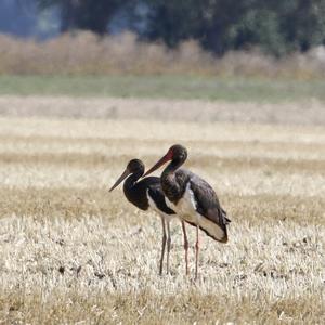 Black Stork