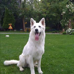 Berger Blanc Suisse