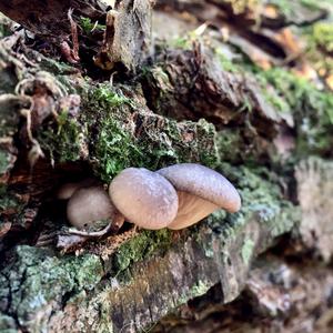 Oyster Mushroom