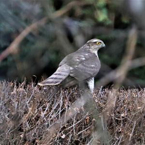 Northern Goshawk