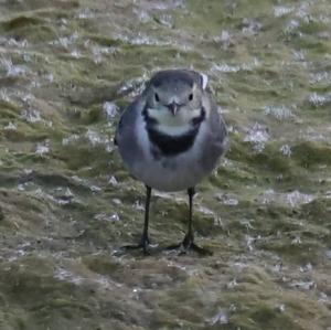 White Wagtail