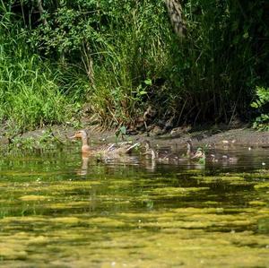 Mallard