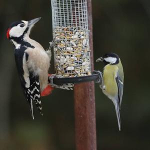 Great Spotted Woodpecker