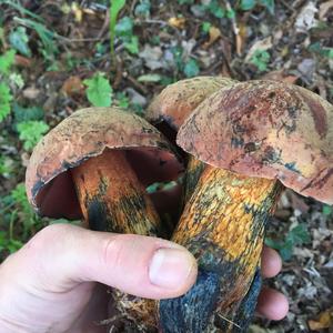 Scarlet-stemmed Bolete