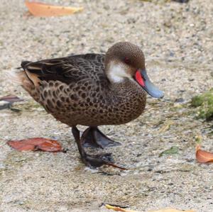 White-cheeked Pintail