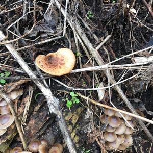 Dryad`s Saddle