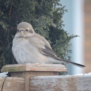 Great Grey Shrike