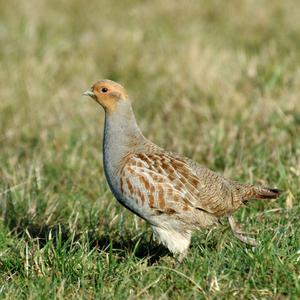 Grey Partridge