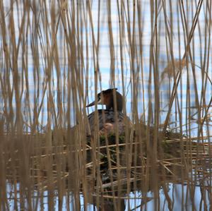 Great Crested Grebe