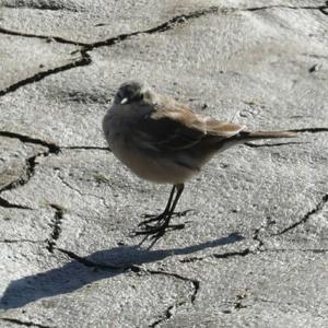 Water Pipit