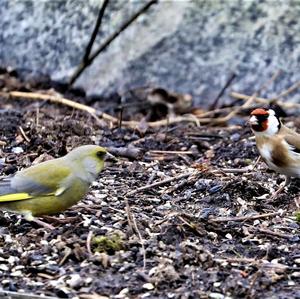 European Goldfinch