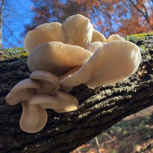 Oyster Mushroom