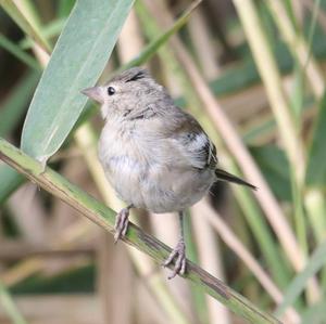 Eurasian Chaffinch