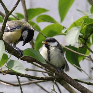 Great Tit