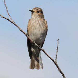 Spotted Flycatcher