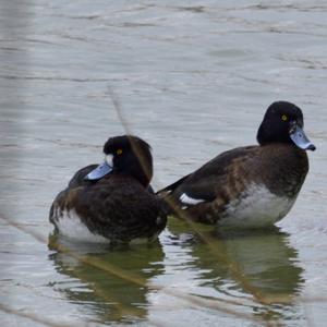 Tufted Duck