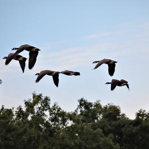 Canada Goose