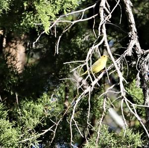 Yellow Warbler