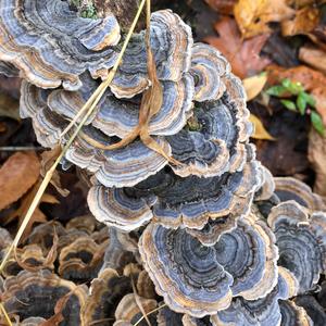 Turkey-tail