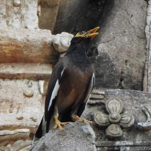 Common Myna