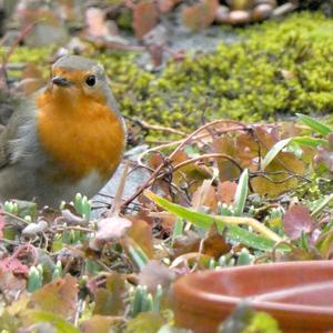 European Robin