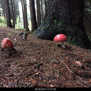 Fly Agaric