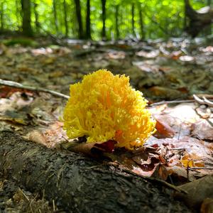 Yellow-brownish Coral