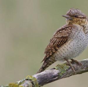 Eurasian Wryneck