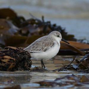 Sanderling