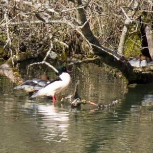 Common Merganser