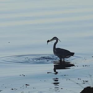 Grey Heron