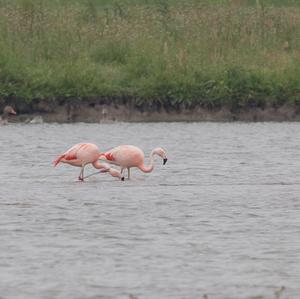 Chilean Flamingo