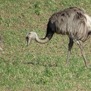 Greater Rhea