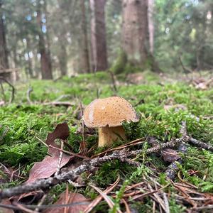 Variegated Bolete