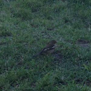 Eurasian Chaffinch