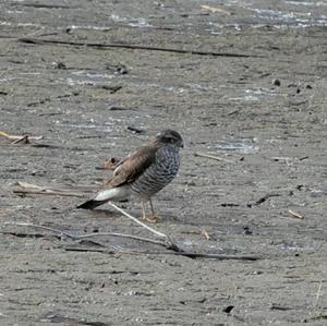 Eurasian Sparrowhawk