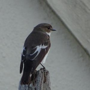 European Pied Flycatcher