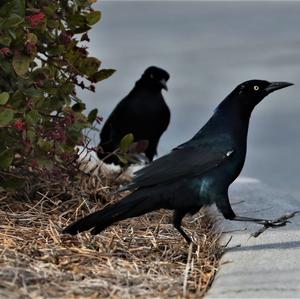 Common Grackle