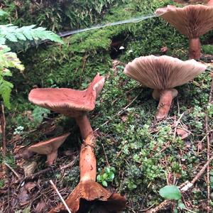 Fat-footed Clitocybe