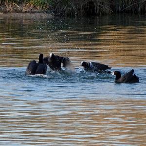 Common Coot