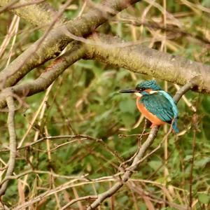 Common Kingfisher