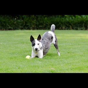 Unknown Breed