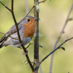 European Robin