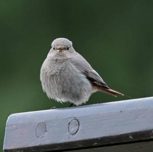 Black Redstart